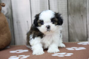 Shih Tzu puppy