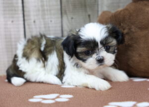 Shih Tzu puppy