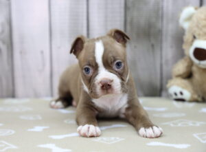 Boston Terrier puppy