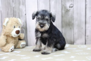 Miniature Schnauzer puppy