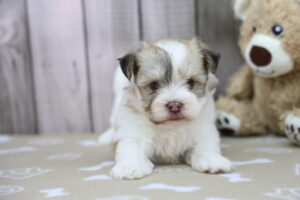 Havanese puppy