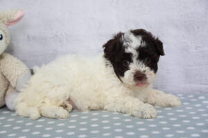 Havanese puppy