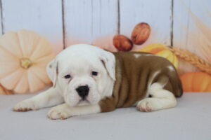 Beabull puppy