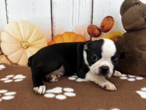 Boston Terrier puppy