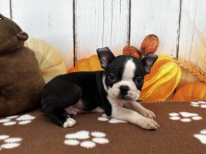 Boston Terrier puppy