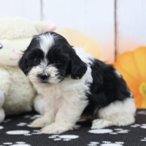 ShihPoo puppy Jason at Happiness Is Pets Indianapolis, black and white male puppy posed with plush lamb and pumpkin backdrop