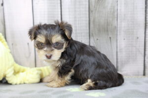 Yorkshire Terrier puppy