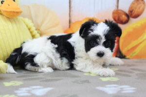 Morkie puppy