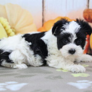 Black and white Havanese puppy lying on a blanket with orange and yellow plush toys in a cozy pet photo