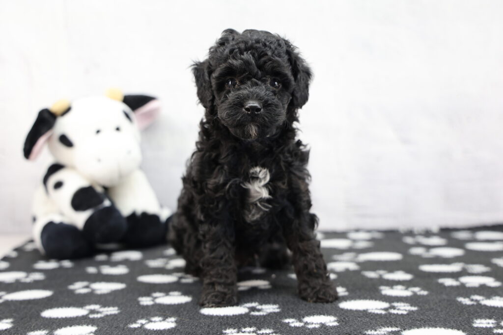 Oreo