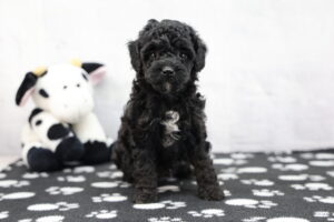 Toy Poodle puppy