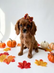 Happiness Is Pets Cavalier King Charles Spaniel puppy available