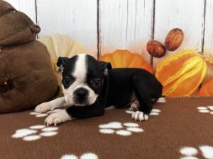 Boston Terrier puppy