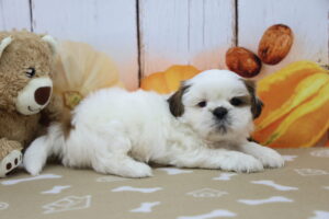 Shih Tzu puppy