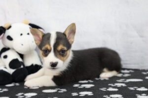 Pembroke Welsh Corgi puppy