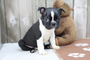 Boston Terrier puppy