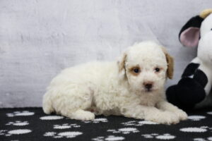 Toy Poodle puppy