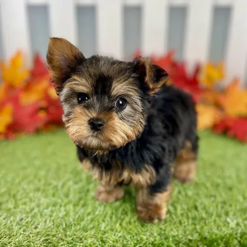 Small black and tan puppy standing on grass