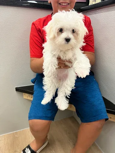 White puppy held by a person wearing a red shirt