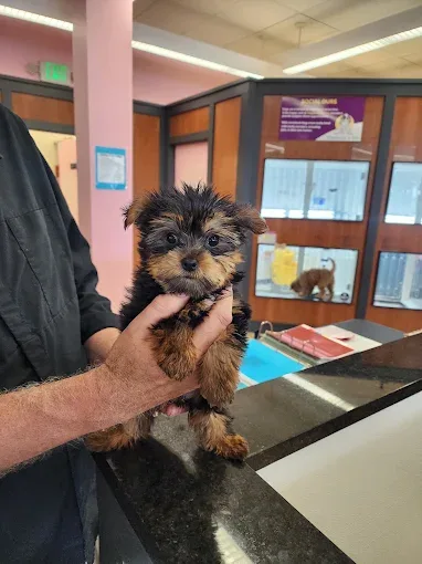 Black and tan puppy being held inside the store