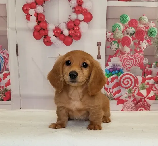 Golden-colored puppy sitting in front of a decorative backdrop